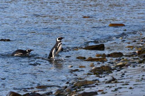 Manchots de Magellan