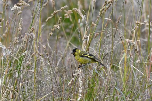 Chardonneret à menton noir