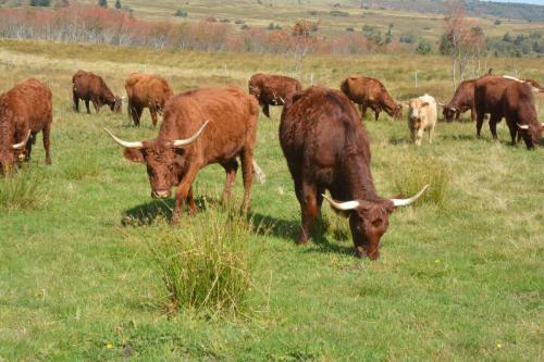 Vaches Salers au col du Béal 1387 m