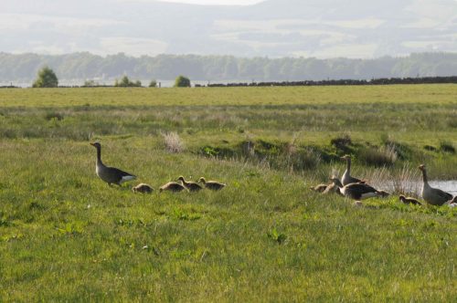 Famille d'oies cendrées à la réserve de Van Farm