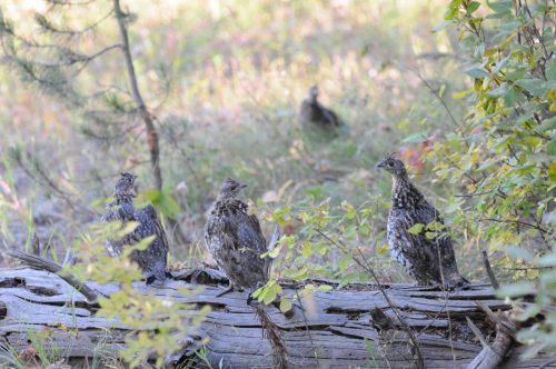 Ruffed Grouse