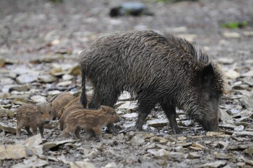 Laie avec marcassins