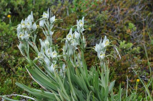 Orchidées (Chloraea Magellanica) 