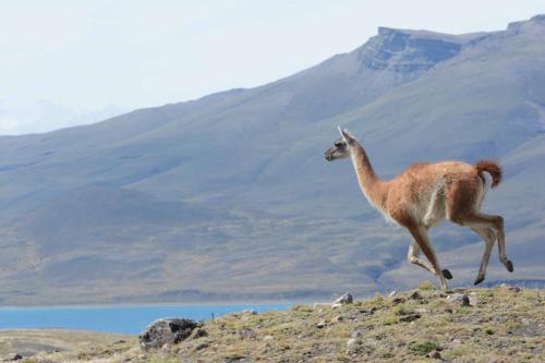 Guanaco
