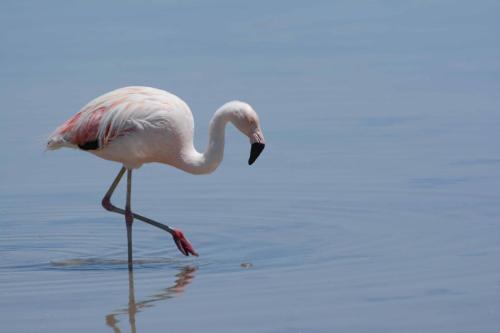 Flamant du Chili 