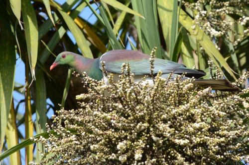 Carpophage de Nouvelle-Zélande