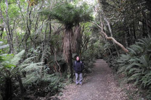 Fougère arborescente 
