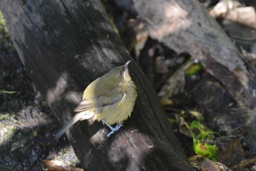 Méliphage carillonneur 