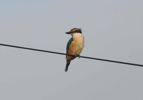 Martin-chasseur sacré 