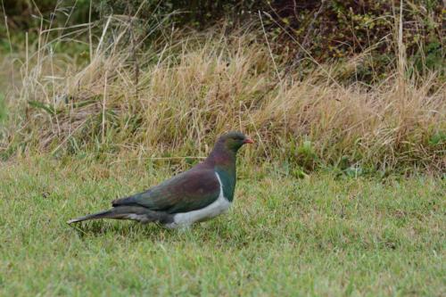 Carpophage de Nouvelle-Zélande 