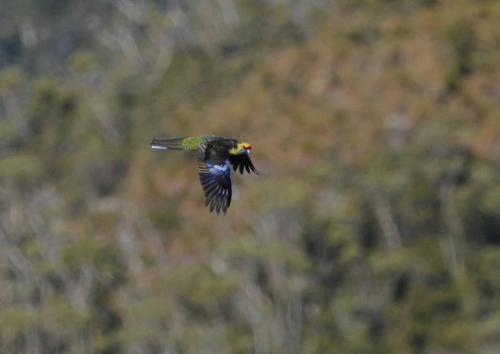 Perruche à ventre jaune