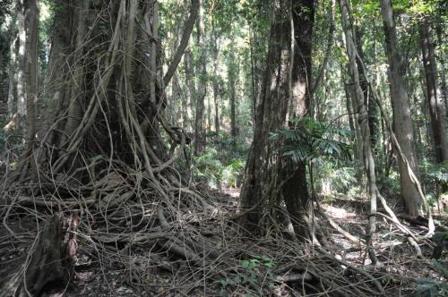 Méli-mélo de lianes