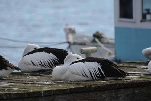 Pélicans au port de Tea Garden