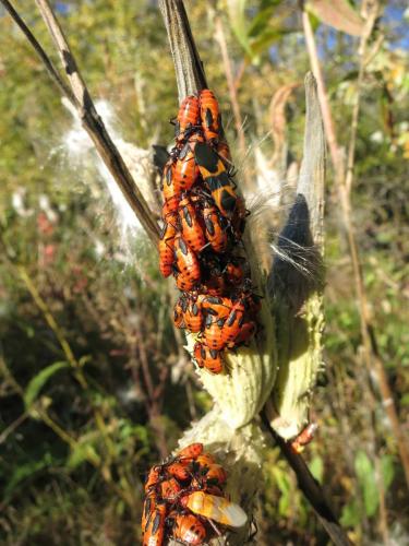Réserve de Great Meadows