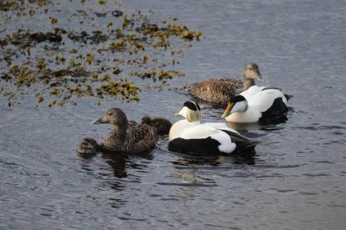 Eiders à duvet