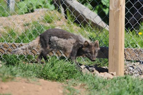 Renard polaire (forme sombre typique d'Islande)