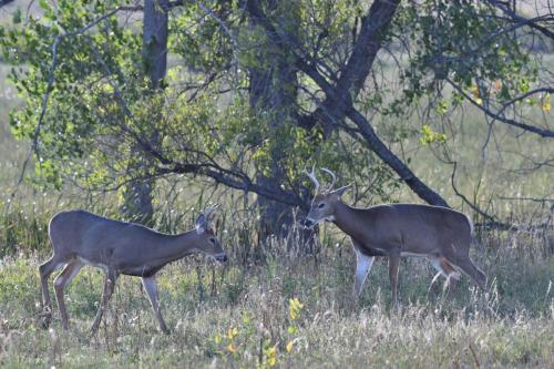 Cerfs à queue blanche