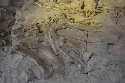 Os de dinosaures fossilisés