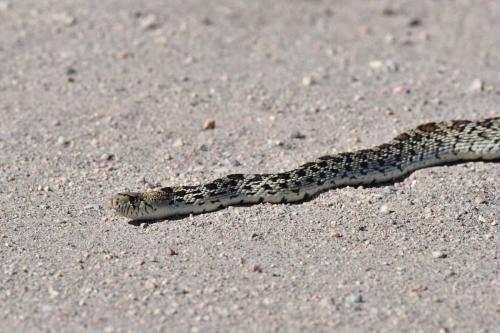 Great Basin Gopher Snake