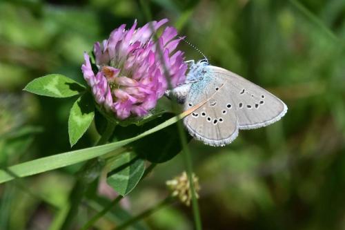 Demi-Argus (Cyaniris semiargus)