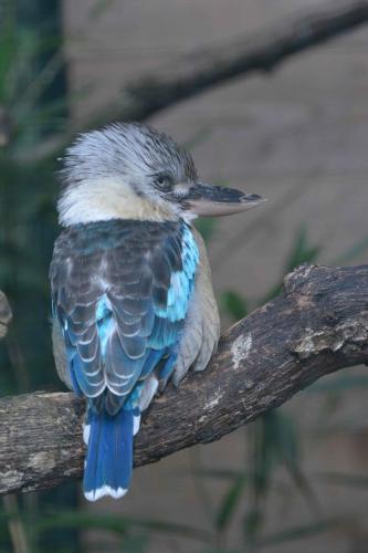 Kookabura à ailes bleues