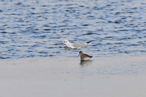 Chevalier gambette et mouette rieuse