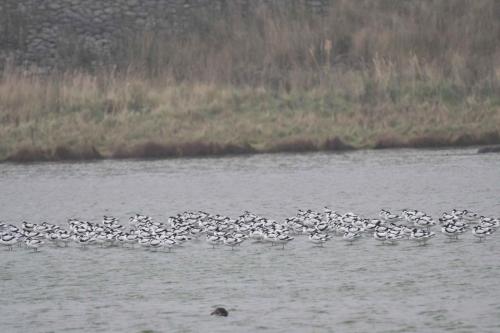 Avocettes élégantes
