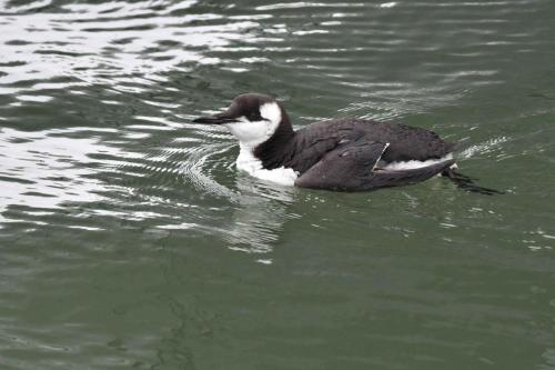 Gillemot de Troïl