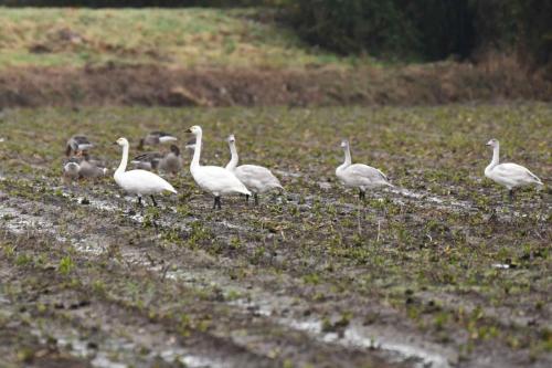 Cygnes de Bewick