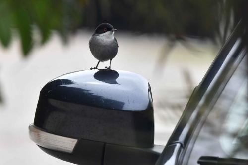 Fauvette mélanocéphale