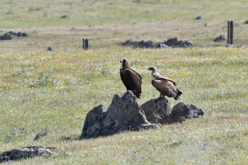 Vautour moine et vautour fauve