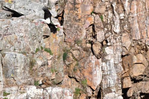 Cigogne noire et vautours fauves à Salto del Gitano