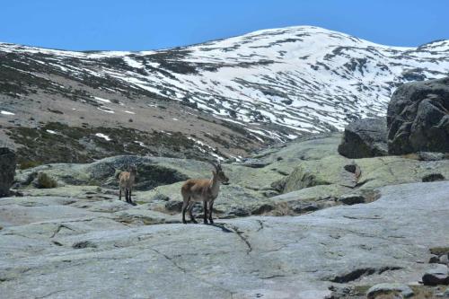 Bouquetins ibériques