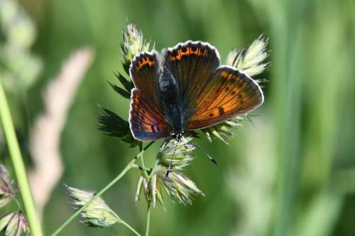 Cuivré écarlate (femelle)