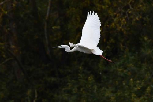 Grande aigrette