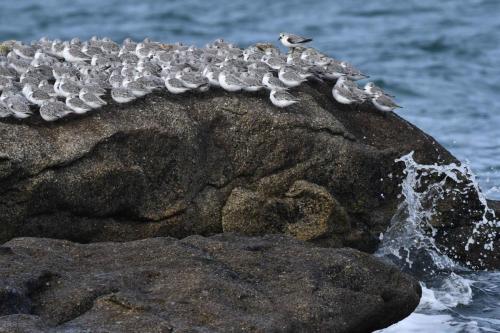 Bécasseaux sanderlings