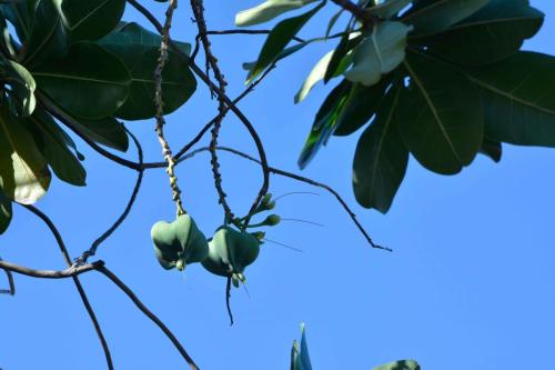 Bonnet de prêtre (Barringtonia asiatica)
