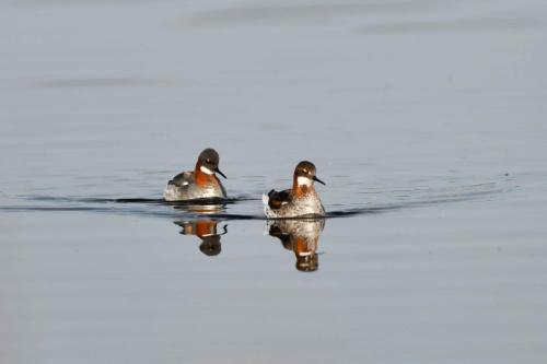 Phalaropes à bec étroit, femelle et mâle