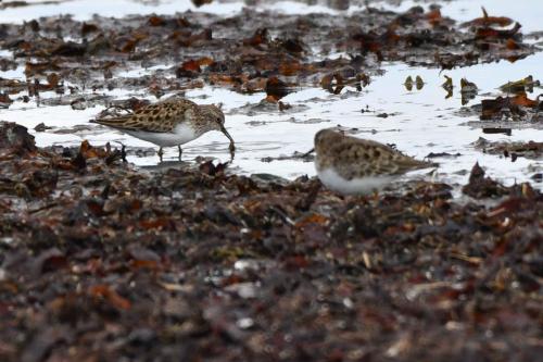 Bécasseaux de Temminck