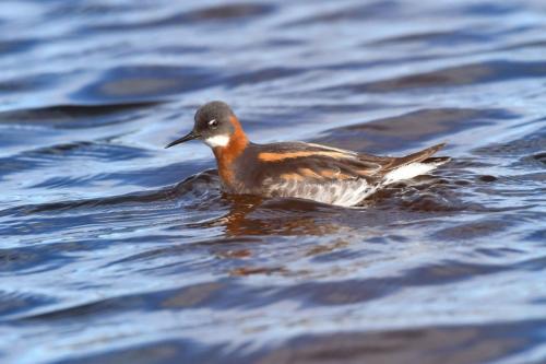 Phalarope à bec étroit, femelle