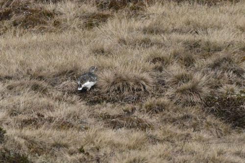 Lagopède alpin, femelle