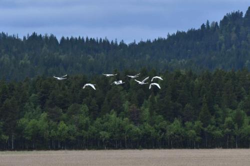 Cygnes chanteurs
