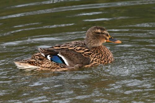 Canard colvert