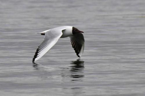 Mouette rieuse