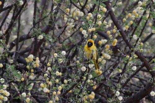 Tisserin à tête rousse