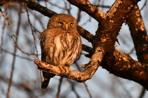 Chevêchette perlée