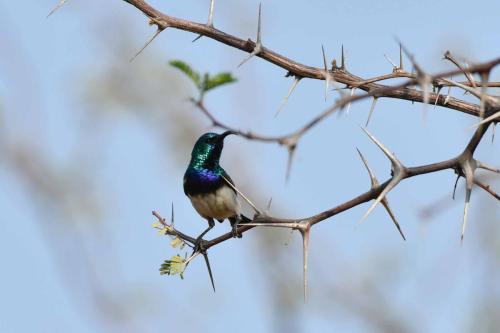 Souimanga à ventre blanc