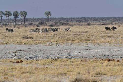 Zèbres de Burchell et gnous bleus
