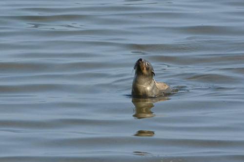Otarie à fourrure d'Afrique du Sud