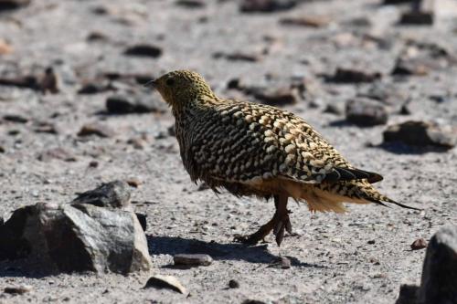 Ganga namaqua (femelle)